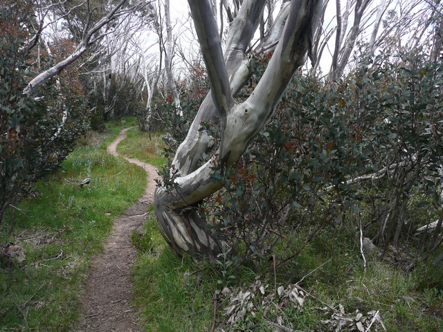  Hiking in the Victorian Alps