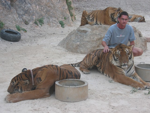 Tiger temple - Thailand