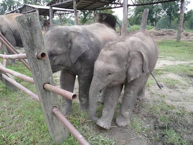  Elephant Breeding Centre - Nepal