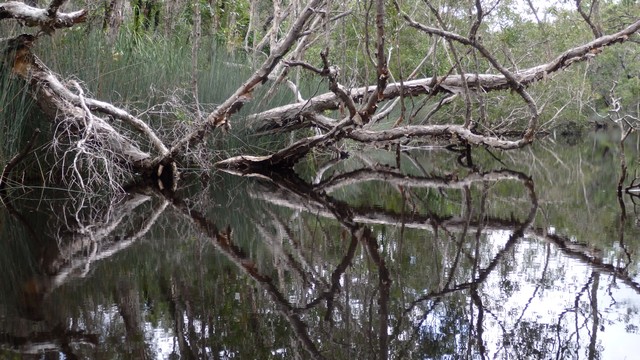  Upper Noosa River reflections