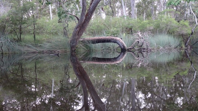  Upper Noosa River reflections